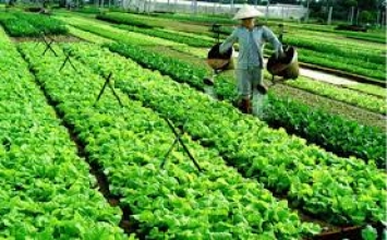 Làm sao tránh sát sinh trong lúc trồng trọt hoa màu?
